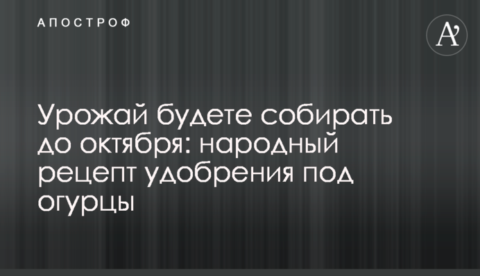 Урожай збиратимете до жовтня: народний рецепт добрива під огірки