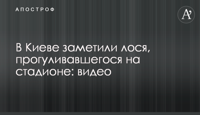 У Києві помітили лося, який прогулювався на стадіоні:  відео