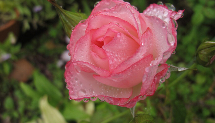 Жара и местами грозы: в Украине установится тропическая погода