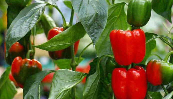 Вырастет крупным и сочным: чем нужно подкормить болгарский перец летом