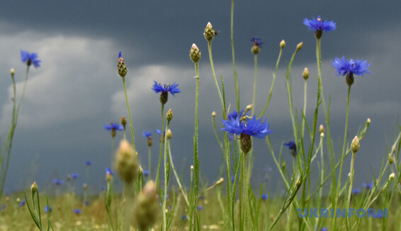 Циклон принесет грозы и порывистый ветер: где ожидается ухудшение погоды