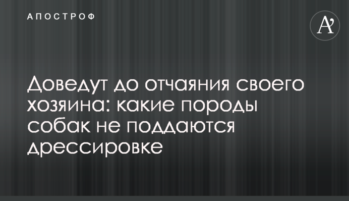 Доведуть до відчаю свого господаря: які породи собак не піддаються дресируванню