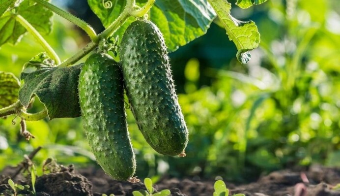 Не забудьте додати під кожен кущ: лайфхак з вирощування огірків у липні