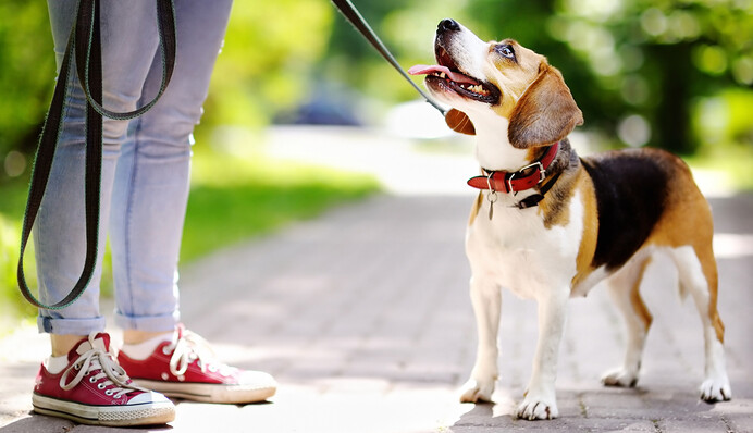 Это может убить вашего любимца: что ни в коем случае нельзя давать собакам
