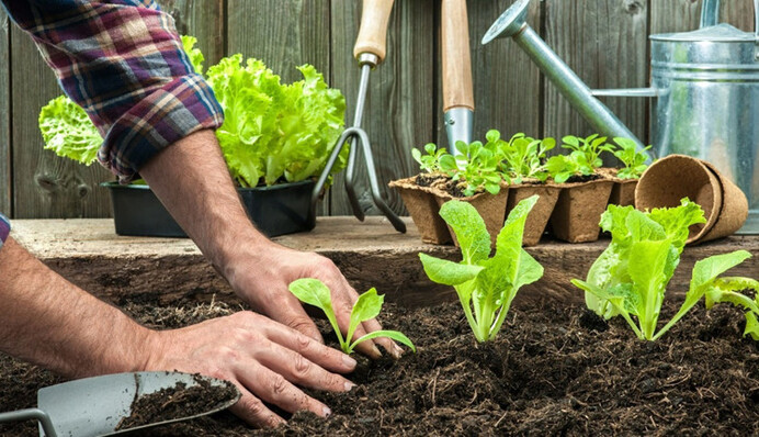 Можна зробити тільки гірше: як правильно підживлювати городину попелом, щоб не вбити урожай