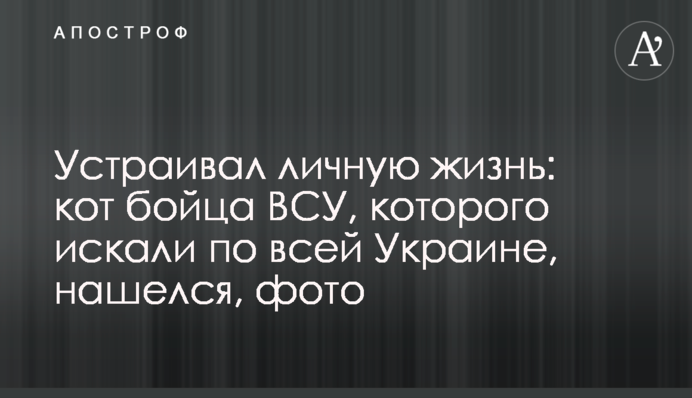 Влаштовував особисте життя: кіт бійця ЗСУ, якого шукали всією Україною, знайшовся, фото