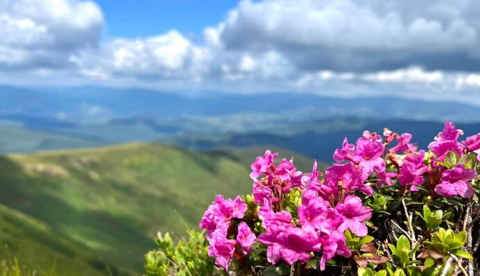 В Карпатах зацвіла червона рута: як виглядає таємнича квітка, що стала символом України, фото