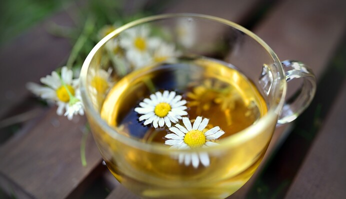 Заспокоює нерви і знижує рівень цукру: чим корисний ромашковий чай