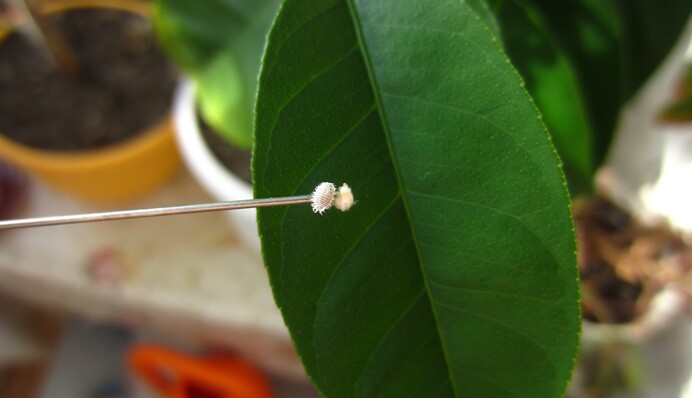 Як боротись з борошнистим червцем: перевірені народні та хімічні засоби