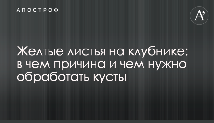 Жовте листя на полуниці: в чому причина і чим треба обробити кущі