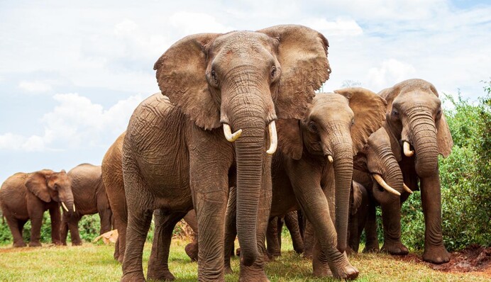 Слони ще ті гурмани: вчені зробили несподіване відкриття про раціон тварин
