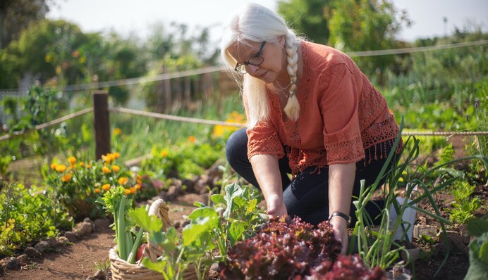 Потрібен всього лише звичайний продукт: який засіб допоможе позбавити ділянку від мурах