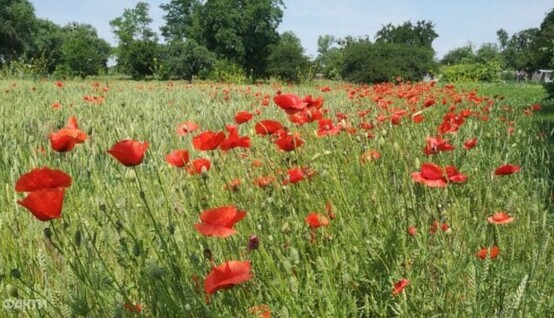 В Україну повертається спека, дощі накриють частину країни: карта
