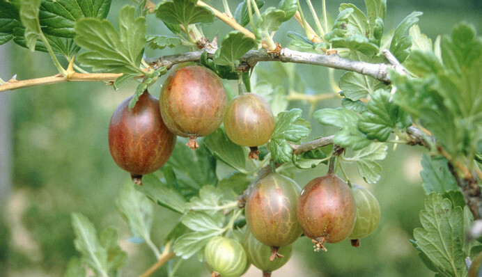 Поддерживает здоровье сердца и красоту кожи: чем полезен крыжовник