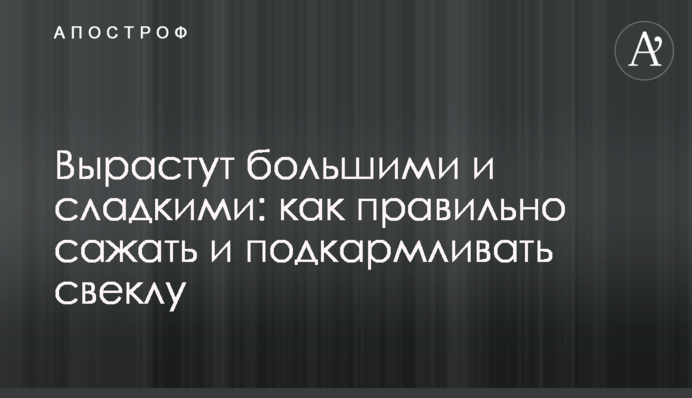 Вырастут большими и сладкими: как правильно сажать и подкармливать свеклу