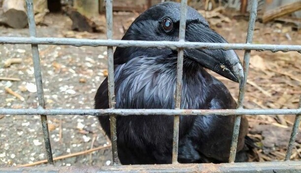 В Києві зник легендарний ворон Крум, який 25 років жив у дворі на Рейтарській: відео