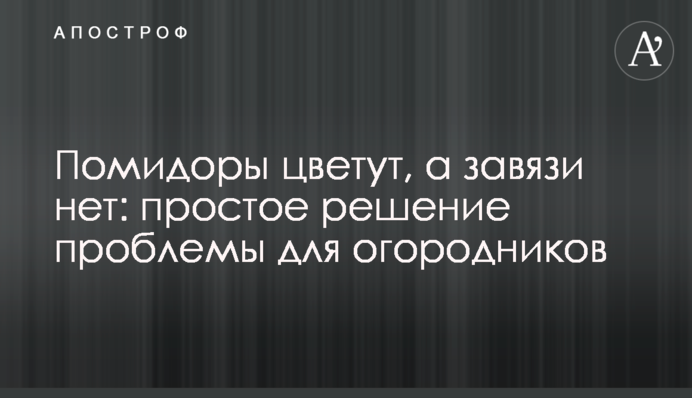 Помидоры цветут, а завязи нет: простое решение проблемы для огородников