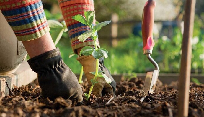 Календар городника на серпень-2023: названо сприятливі і несприятливі дати