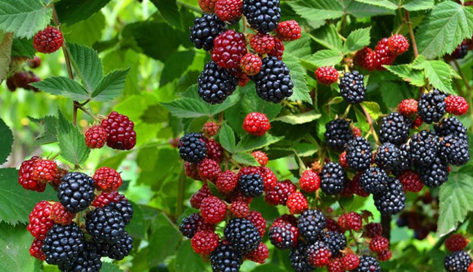 Все зависит от правильной обрезки: дачникам дали советы, как вырастить гигантский урожай ежевики