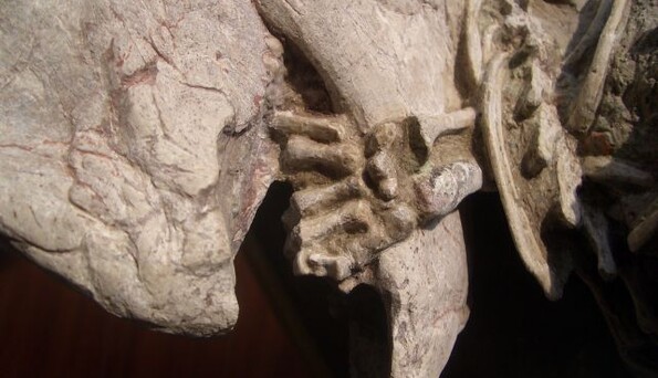 Один із древніх хижаків полював на динозаврів: вчені показали доказ