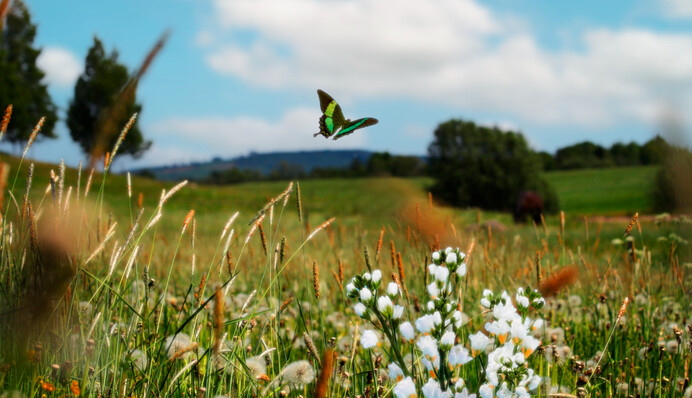 На Україну рухається антициклон Hermiona: синоптик озвучила прогноз погоди на 23 липня
