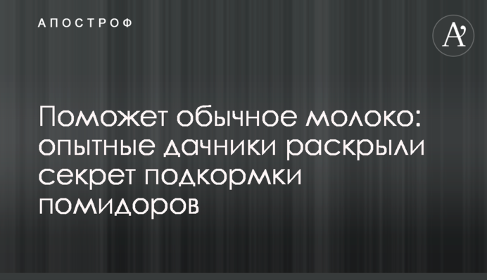 Допоможе звичайне молоко: досвідчені дачники розкрили секрет підживлення помідорів