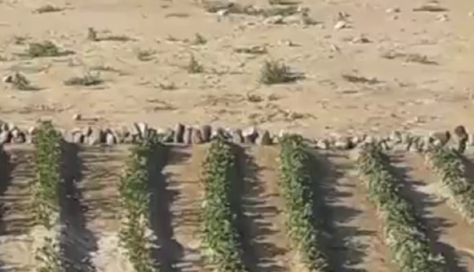 Цей народ не перемогти: що посадили на дні Каховського водосховища, відео