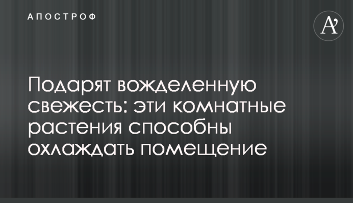 Подарують жадану свіжість: ці кімнатні рослини здатні охолоджувати приміщення