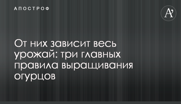 Від них залежить весь урожай: три головні правила вирощування огірків