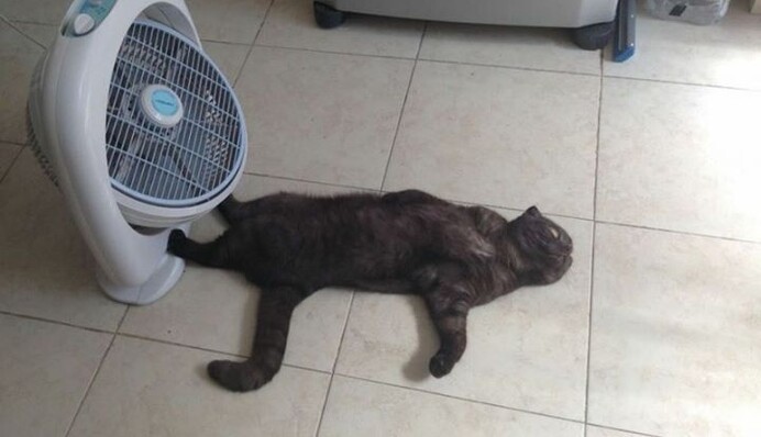 Украину накроет новая волна жары: синоптик назвала даты