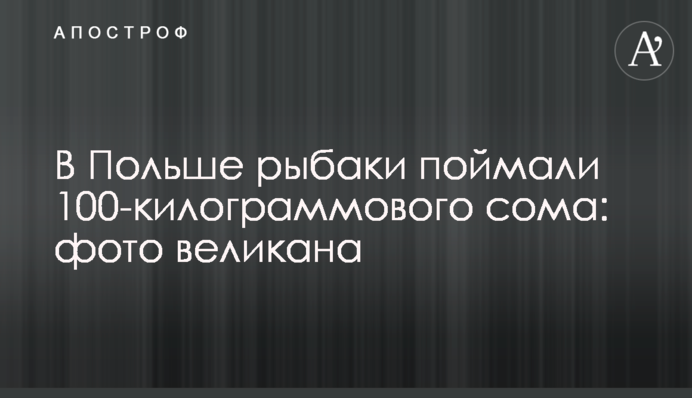 У Польщі рибалки упіймали  100-кілограмового сома: фото велетня