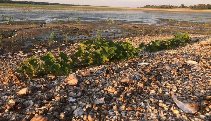 Посадили не тільки картоплю: нові фото городів на дні Каховського водосховища