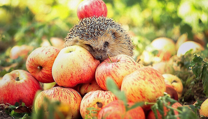 Медовый, Яблочный и Ореховый: когда в Украине празднуют Спасы по новому календарю