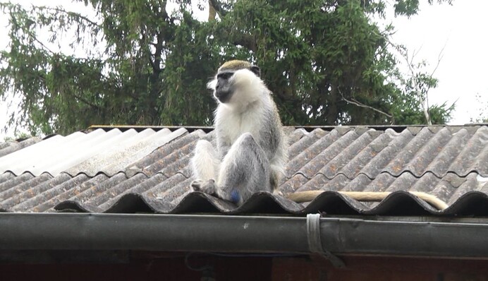 На Хмельнитчине обезьяна искусала ребенка: история животного-переселенца с грустным финалом, видео