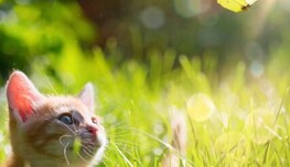 На Киев надвигается безумная жара: когда ожидается +36 градусов