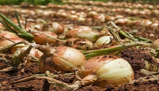 Что посадить на месте лука: этот овощ можно вырастить во второй раз за год