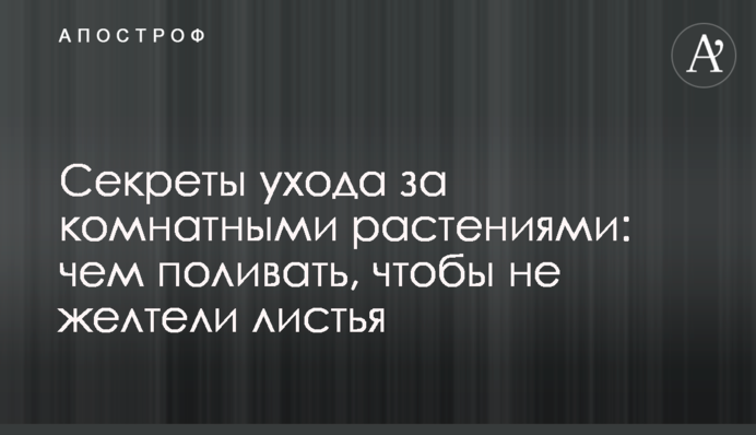 Секреты ухода за комнатными растениями: чем поливать, чтобы не желтели листья