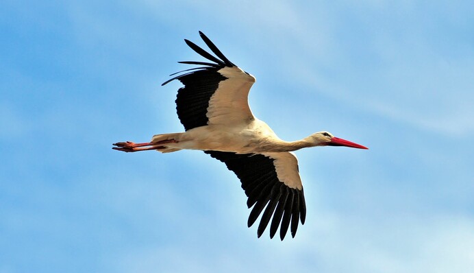 Хороший знак: в Киеве заметили аиста, разгуливающего по улицам