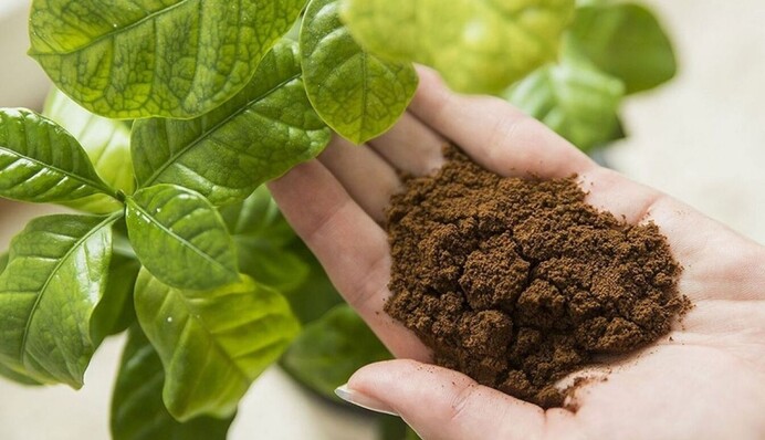 Никакой химии: как правильно подкармливать кофе растения дома и в огороде