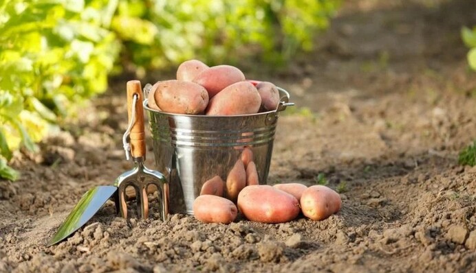 Коли копати картоплю, щоб лежала до наступного літа: три головні ознаки