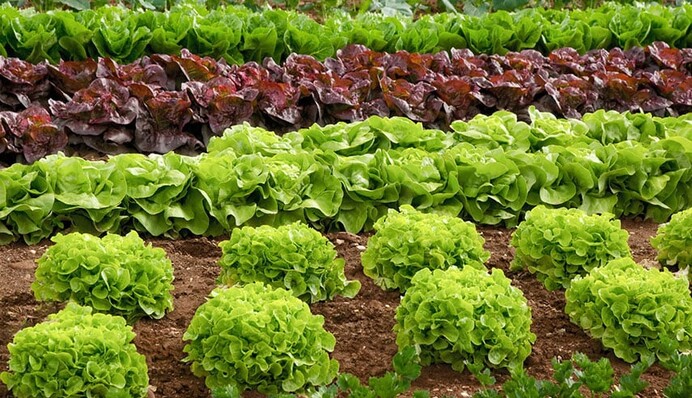 Урожай можна збирати вже у вересні: що посіяти на городі в кінці літа