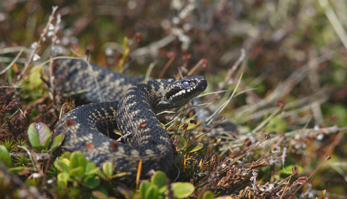 Что делать, если на природе укусила гадюка: алгоритм первой помощи
