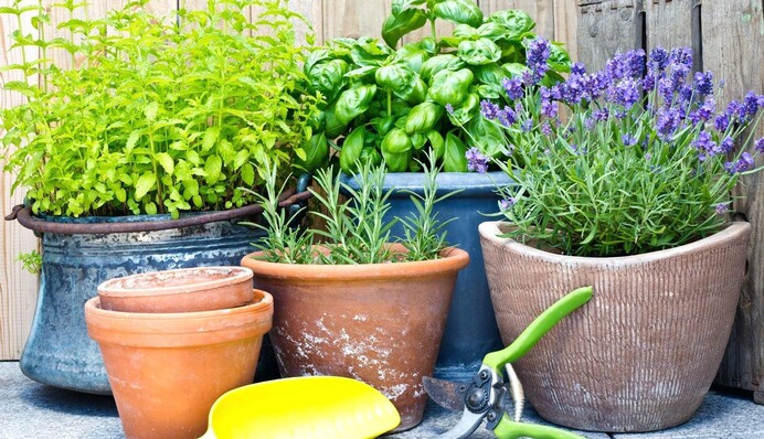 Огород на балконе: что можно выращивать летом