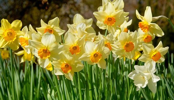 Милуватимуть око з ранньої весни: які квіти посадити в саду восени