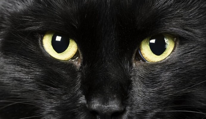 В мире отмечают день черного кота: лучшие мемы и приметы