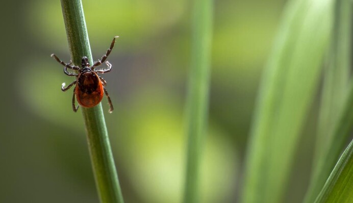 Обережно, кліщі! В Україні почастішали випадки зараження хворобою Лайма