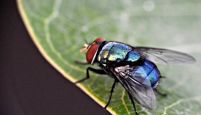 От этого запаха мухи будут убегать, как ошпаренные: продукт есть на каждой кухне