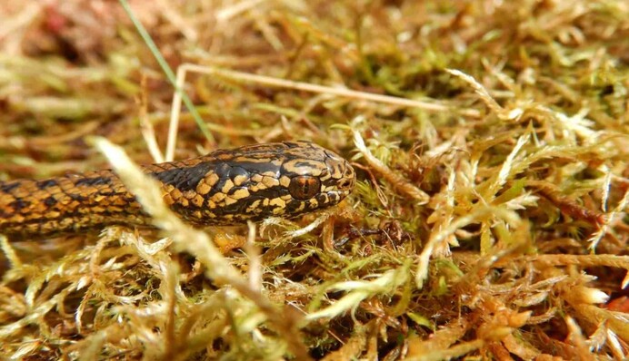 Назвали в честь исполнителя роли Индианы Джонса: в Перу открыли новый вид змей