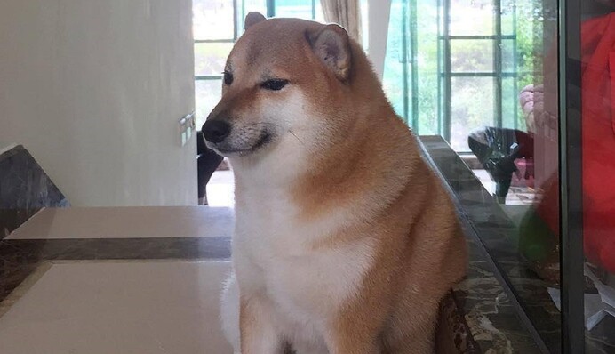 У Гонконгу помер відомий пес Чімс: яким він був за життя