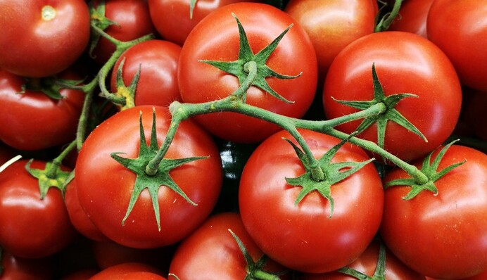 Результат удивит: простое удобрение, чтобы заставить томаты покраснеть